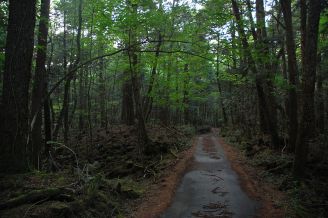Aokigahara Forest Image by Simon Desmarais licensed under Creative Commons CC BY-SA 2.0>